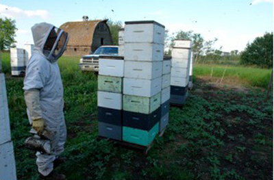 Sheldon Hill tending to our bee hives